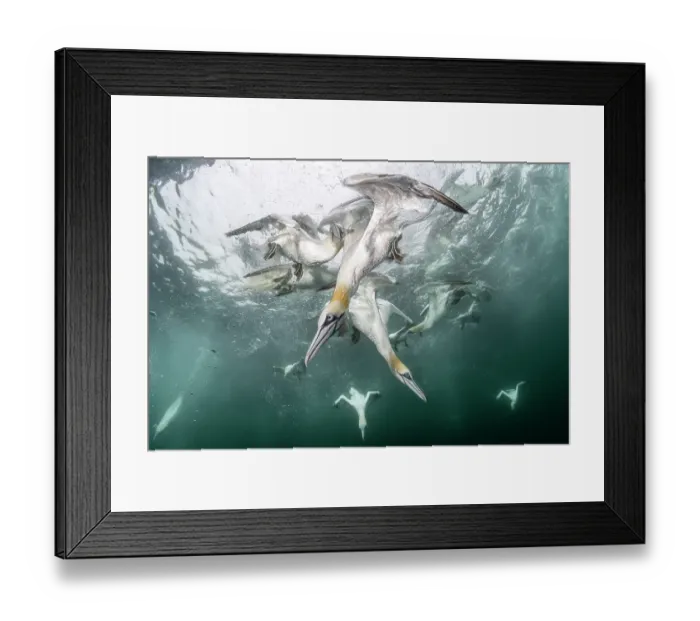 Framed Print : Northern gannets (Morus bassanus) diving underwater, Shetland, Scotland, UK, North Sea. August Framed Print : Northern gannets (Morus bassanus) diving underwater, Shetland, Scotland, UK, North Sea. August
