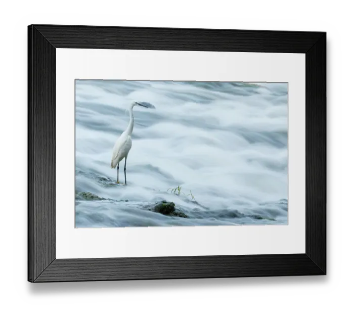 Framed Print : Little egret (Egretta garzetta) fishing in a river, La Rioja, Spain. July Framed Print : Little egret (Egretta garzetta) fishing in a river, La Rioja, Spain. July