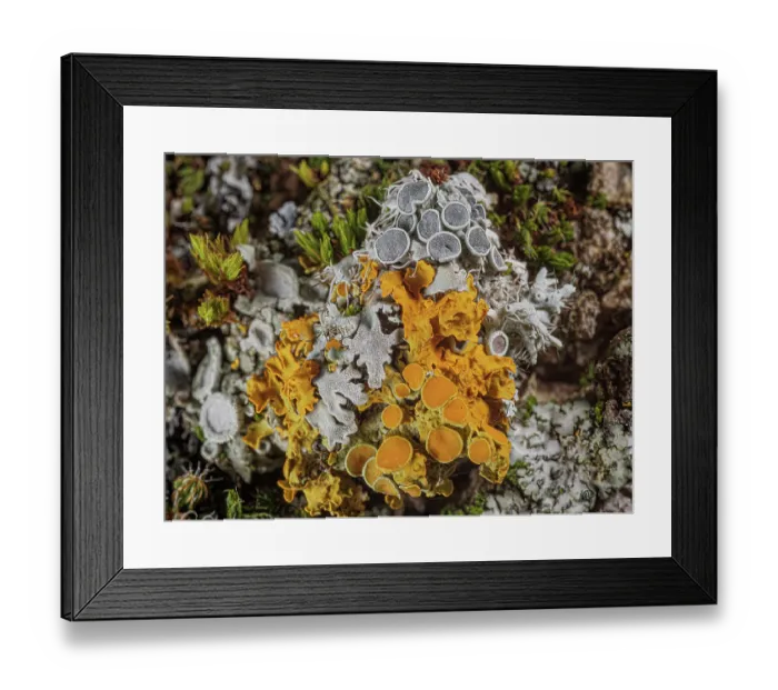 Framed Print : Marine sunburst lichen (Xanthoria parietina) with grey (Lecanora badia) lichen showing their fruiting bodies, Podere Montecucco, Orvieto, Umbria, Italy. January Framed Print : Marine sunburst lichen (Xanthoria parietina) with grey (Lecanora badia) lichen showing their fruiting bodies, Podere Montecucco, Orvieto, Umbria, Italy. January