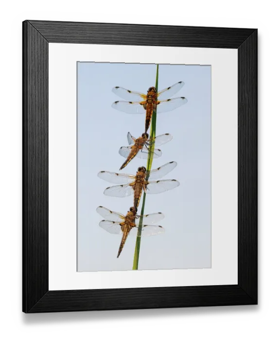 Framed Print : Group of Four-spotted chaser dragonflies (Libellula quadrimaculata) roosting together on reed, Ham Wall RSPB Nature reserve, Somerset Levels, England, UK. June Framed Print : Group of Four-spotted chaser dragonflies (Libellula quadrimaculata) roosting together on reed, Ham Wall RSPB Nature reserve, Somerset Levels, England, UK. June