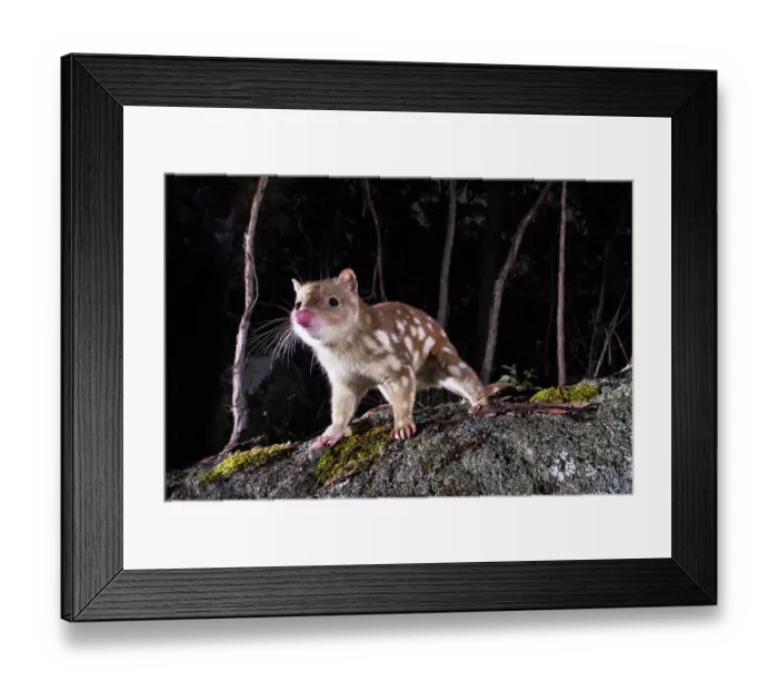 Framed Print : Spotted-tailed quoll (Dasyurus maculatus) at night, portrait, New South Wales, Australia. Camera trap Framed Print : Spotted-tailed quoll (Dasyurus maculatus) at night, portrait, New South Wales, Australia. Camera trap