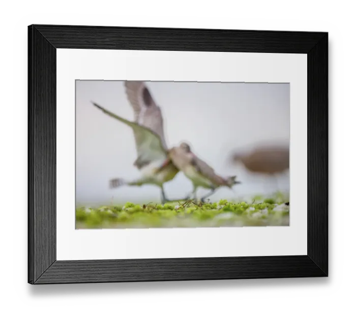 Framed Print : Out of focus image of two Bar-tailed godwits (Limosa lapponica) fighting and jabbing each other over feeding spot, wings flapping, Gulf of Gdansk, Baltic Coast, Poland. September Framed Print : Out of focus image of two Bar-tailed godwits (Limosa lapponica) fighting and jabbing each other over feeding spot, wings flapping, Gulf of Gdansk, Baltic Coast, Poland. September