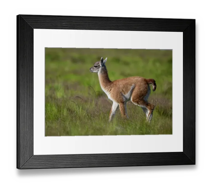 Framed Print : Guanaco (Lama guanicoe) calf walking through pampas grassland, La Pampa Province, Patagonia, Argentina Framed Print : Guanaco (Lama guanicoe) calf walking through pampas grassland, La Pampa Province, Patagonia, Argentina