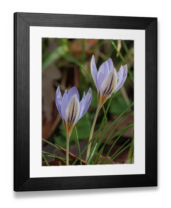 Framed Print : Twin flowered crocus (Crocus biflorus) in flower, Tuscany, Italy. January Framed Print : Twin flowered crocus (Crocus biflorus) in flower, Tuscany, Italy. January
