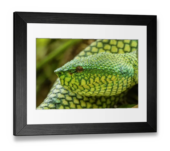 Framed Print : Borneo pit viper (Tropidolaemus subannulatus) portrait, Bako National Park, Sarawak, Borneo Framed Print : Borneo pit viper (Tropidolaemus subannulatus) portrait, Bako National Park, Sarawak, Borneo