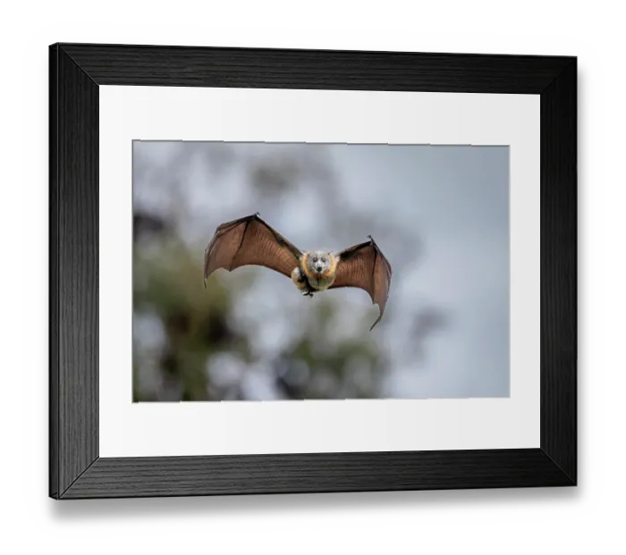Framed Print : Grey-headed flying-fox (Pteropus poliocephalus) female, in flight carrying its pup, Myuna Wetlands, Doveton, Victoria, Australia November Framed Print : Grey-headed flying-fox (Pteropus poliocephalus) female, in flight carrying its pup, Myuna Wetlands, Doveton, Victoria, Australia November