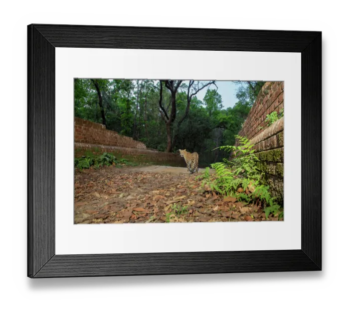 Framed Print : Indian leopard (Panthera pardus fusca) walking across a bridge over the Sharda canal system, one of the biggest and oldest irrigation systems of Uttar Pradesh Framed Print : Indian leopard (Panthera pardus fusca) walking across a bridge over the Sharda canal system, one of the biggest and oldest irrigation systems of Uttar Pradesh