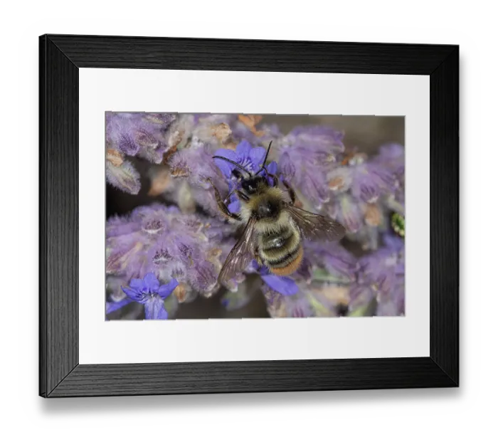 Framed Print : Apple bumblebee (Bombus pomorum) male, nectaring on flower, Podere Montecucco, Orvieto, Umbria, Italy. August Framed Print : Apple bumblebee (Bombus pomorum) male, nectaring on flower, Podere Montecucco, Orvieto, Umbria, Italy. August