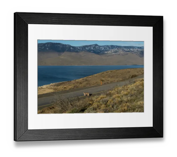 Framed Print : Puma (Puma concolor) crossing a road, Torres del Paine, Patagonia, Chile Framed Print : Puma (Puma concolor) crossing a road, Torres del Paine, Patagonia, Chile