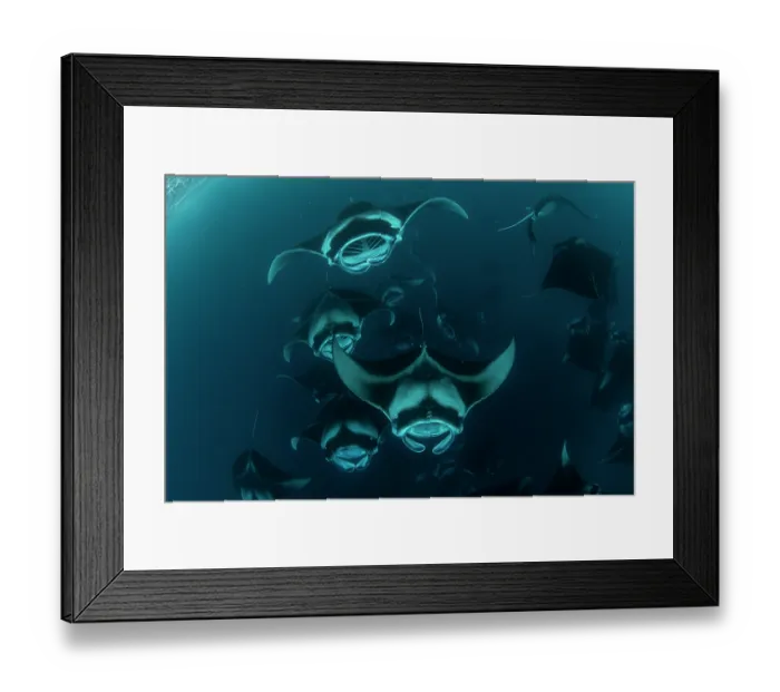 Framed Print : Giant manta rays (Manta birostris) chain-feeding on plankton, Hanifaru Bay, Baa Atoll, Maldives, Indian Ocean. Endangered Framed Print : Giant manta rays (Manta birostris) chain-feeding on plankton, Hanifaru Bay, Baa Atoll, Maldives, Indian Ocean. Endangered