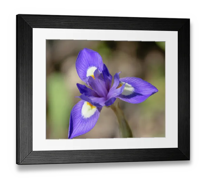 Framed Print : Barbary nut (Moraea sisyrinchium) flower, Peloponnese, Greece. April. Focus stacked Framed Print : Barbary nut (Moraea sisyrinchium) flower, Peloponnese, Greece. April. Focus stacked