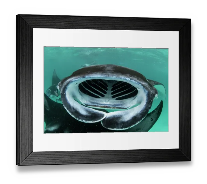 Framed Print : Giant manta rays (Manta birostris) filter feeding on plankton, Hanifaru Bay, Hanifaru Lagoon, Baa Atoll, Maldives, Indian Ocean. Endangered