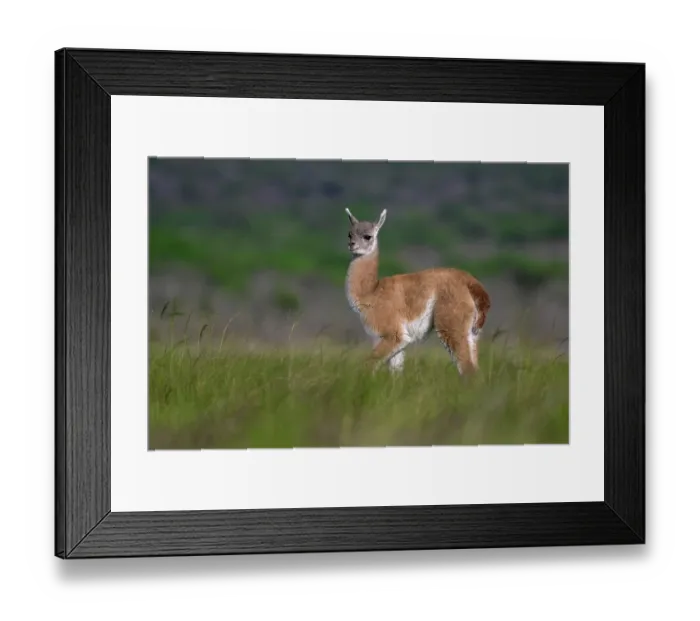 Framed Print : Guanaco (Lama guanicoe) calf, walking through pampas grassland, La Pampa Province, Patagonia, Argentina Framed Print : Guanaco (Lama guanicoe) calf, walking through pampas grassland, La Pampa Province, Patagonia, Argentina