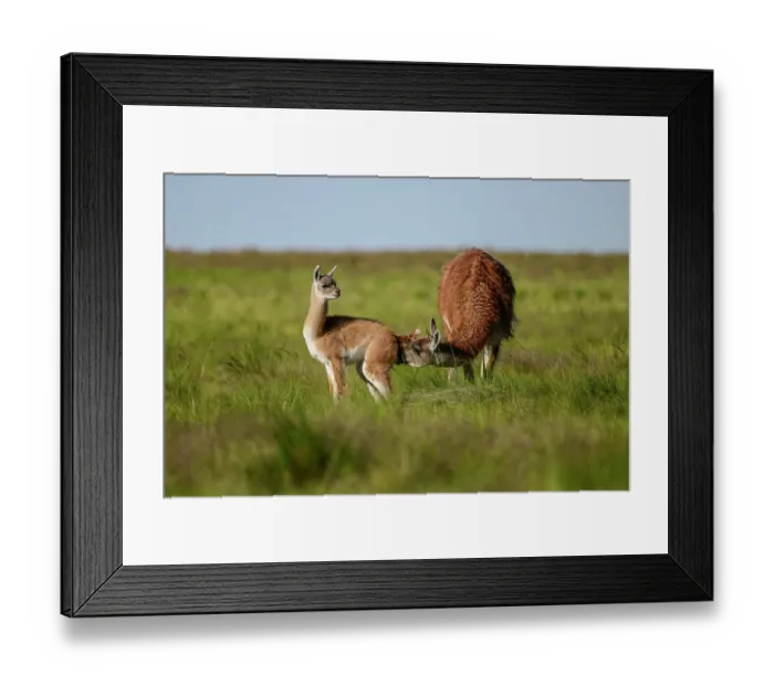 Framed Print : Guanaco (Lama guanicoe) female, sniffing her calf's genital area in recognition, La Pampa Province, Patagonia, Argentina Framed Print : Guanaco (Lama guanicoe) female, sniffing her calf's genital area in recognition, La Pampa Province, Patagonia, Argentina