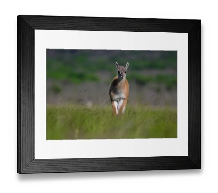 Framed Print : Guanaco (Lama guanicoe) calf standing in pampas grassland, La Pampa Province, Patagonia, Argentina Framed Print : Guanaco (Lama guanicoe) calf standing in pampas grassland, La Pampa Province, Patagonia, Argentina