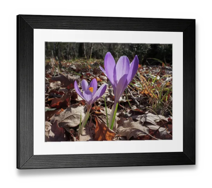 Framed Print : Neglected crocus (Crocus neglectus) in flower in woodland, nr. Villa Cahen, Mt Rufeno, Orvieto, Italy. February Framed Print : Neglected crocus (Crocus neglectus) in flower in woodland, nr. Villa Cahen, Mt Rufeno, Orvieto, Italy. February