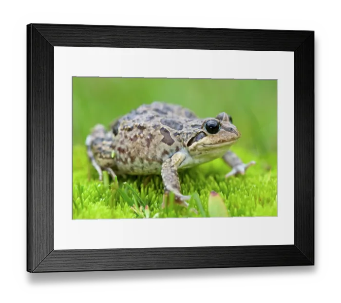 Framed Print : Marbled four-eyed frog (Pleurodema marmoratum) portrait, vicinity of the Illimani, Andes, Cordillera Real, Bolivia Framed Print : Marbled four-eyed frog (Pleurodema marmoratum) portrait, vicinity of the Illimani, Andes, Cordillera Real, Bolivia