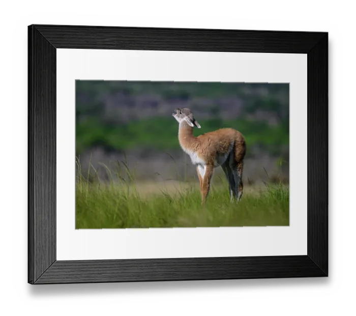 Framed Print : Guanaco (Lama guanicoe) calf, calling, La Pampa Province, Patagonia, Argentina Framed Print : Guanaco (Lama guanicoe) calf, calling, La Pampa Province, Patagonia, Argentina