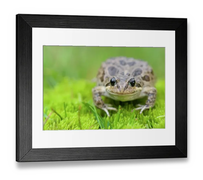 Framed Print : Marbled four-eyed frog (Pleurodema marmoratum) portrait, vicinity of the Illimani, Andes, Cordillera Real, Bolivia