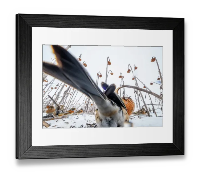 Framed Print : Brambling (Fringilla montifringilla) blocking camera whilst feeding on sunflower seeds in a field that could not be cut due to high water levels, Lower Silesia, Poland Framed Print : Brambling (Fringilla montifringilla) blocking camera whilst feeding on sunflower seeds in a field that could not be cut due to high water levels, Lower Silesia, Poland