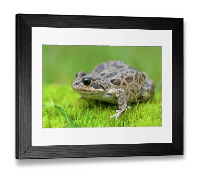 Framed Print : Marbled four-eyed frog (Pleurodema marmoratum) portrait, vicinity of the Illimani, Andes, Cordillera Real, Bolivia Framed Print : Marbled four-eyed frog (Pleurodema marmoratum) portrait, vicinity of the Illimani, Andes, Cordillera Real, Bolivia