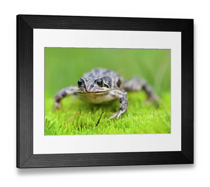 Framed Print : Marbled four-eyed frog (Pleurodema marmoratum) portrait, vicinity of the Illimani, Andes, Cordillera Real, Bolivia Framed Print : Marbled four-eyed frog (Pleurodema marmoratum) portrait, vicinity of the Illimani, Andes, Cordillera Real, Bolivia