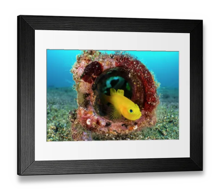 Framed Print : Yellow pygmy goby (Lubricogobius exiguus) looking out from its home inside a discarded glass bottle, Anilao, Batangas marine protected area, Luzon, Philippines, Pacific Ocean Framed Print : Yellow pygmy goby (Lubricogobius exiguus) looking out from its home inside a discarded glass bottle, Anilao, Batangas marine protected area, Luzon, Philippines, Pacific Ocean
