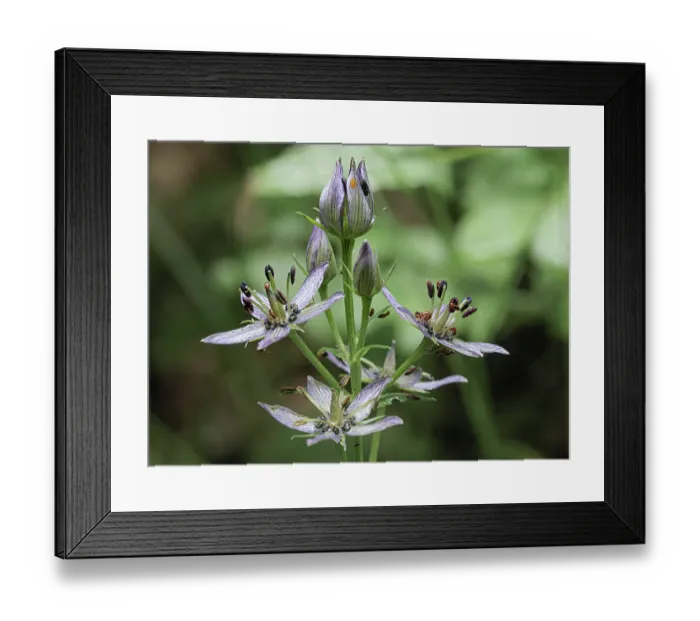 Framed Print : Felwort (Swertia perennis) in flower, Italy. July