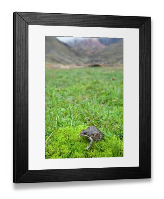 Framed Print : Marbled four-eyed frog (Pleurodema marmoratum) resting on moss with mountains behind, vicinity of the Illimani, Andes, Cordillera Real, Bolivia Framed Print : Marbled four-eyed frog (Pleurodema marmoratum) resting on moss with mountains behind, vicinity of the Illimani, Andes, Cordillera Real, Bolivia