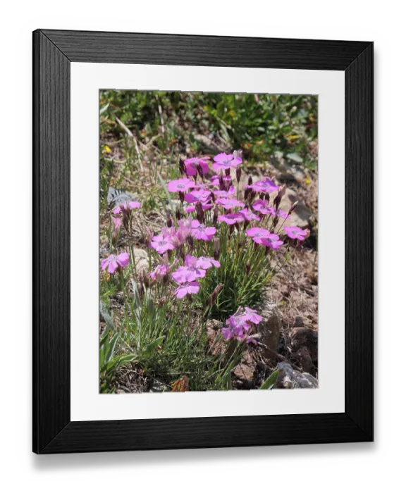 Framed Print : Peacock-eyed pink (Dianthus pavonius) in flower, Briancon, Hautes-Alpes, France. July Framed Print : Peacock-eyed pink (Dianthus pavonius) in flower, Briancon, Hautes-Alpes, France. July