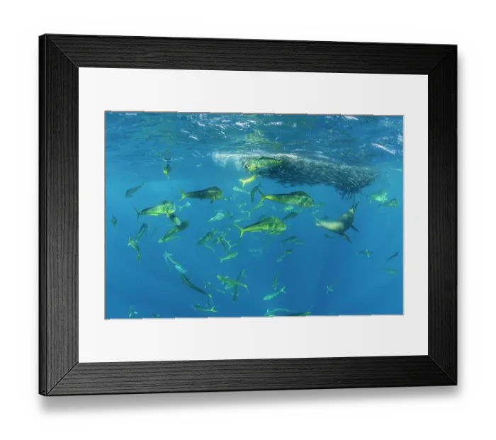 Framed Print : Mahi-mahi  /  Common dolphinfish (Coryphaena hippurus) shoal and California sea lion (Zalophus californianus) feeding on Sardine (Sardinops sagax) bait ball, Magdalena Bay