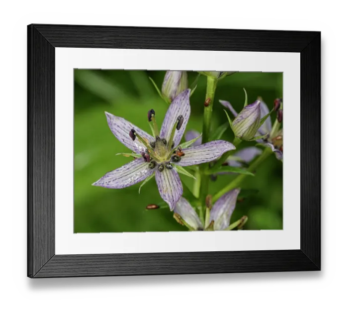 Framed Print : Felwort (Swertia perennis) in flower, Italy. July
