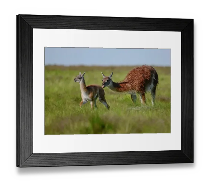Framed Print : Guanaco (Lama guanicoe) female, sniffing her calf's genital area in recognition, La Pampa Province, Patagonia, Argentina Framed Print : Guanaco (Lama guanicoe) female, sniffing her calf's genital area in recognition, La Pampa Province, Patagonia, Argentina