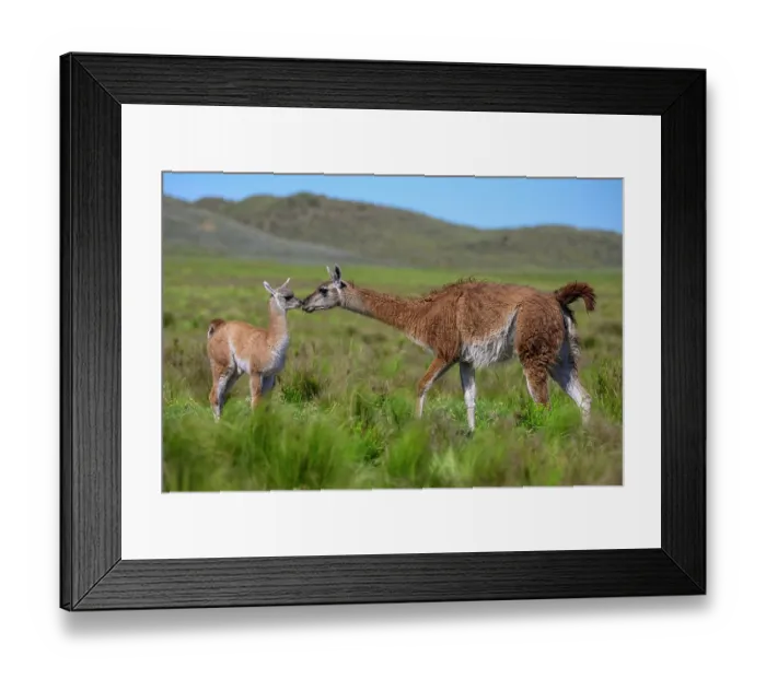 Framed Print : Guanaco (Lama guanicoe) female and calf, displaying nose to nose social behavior, La Pampa Province, Patagonia, Argentina Framed Print : Guanaco (Lama guanicoe) female and calf, displaying nose to nose social behavior, La Pampa Province, Patagonia, Argentina