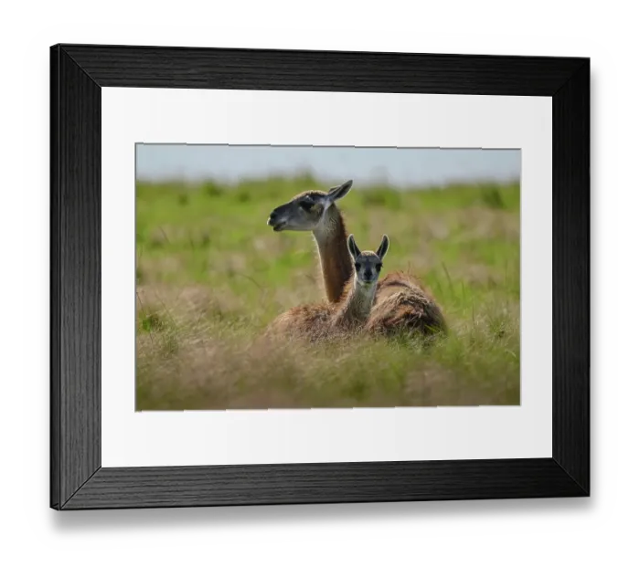Framed Print : Guanaco (Lama guanicoe) female and calf resting in pampas grassland, La Pampa Province, Patagonia, Argentina Framed Print : Guanaco (Lama guanicoe) female and calf resting in pampas grassland, La Pampa Province, Patagonia, Argentina