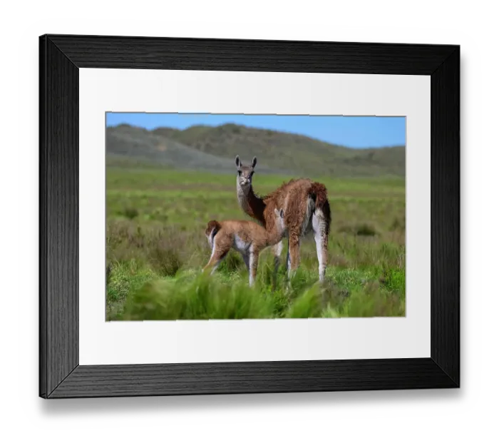 Framed Print : Guanaco (Lama guanicoe) female suckling her calf, La Pampa Province, Patagonia, Argentina Framed Print : Guanaco (Lama guanicoe) female suckling her calf, La Pampa Province, Patagonia, Argentina