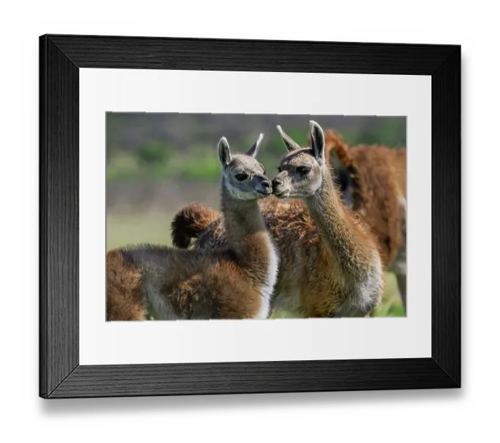Framed Print : Two Guanaco (Lama guanicoe) calves, displaying nose to nose social behavior, La Pampa Province, Patagonia, Argentina Framed Print : Two Guanaco (Lama guanicoe) calves, displaying nose to nose social behavior, La Pampa Province, Patagonia, Argentina