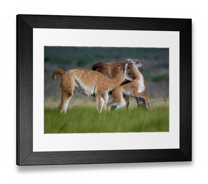 Framed Print : Two Guanaco (Lama guanicoe) calves playing in pampas grassland, La Pampa Province, Patagonia, Argentina Framed Print : Two Guanaco (Lama guanicoe) calves playing in pampas grassland, La Pampa Province, Patagonia, Argentina