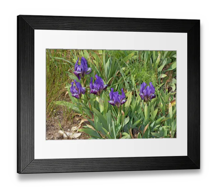 Framed Print : Sicilian iris (Iris pseudopumila) in flower, Puglia, Italy. April Framed Print : Sicilian iris (Iris pseudopumila) in flower, Puglia, Italy. April