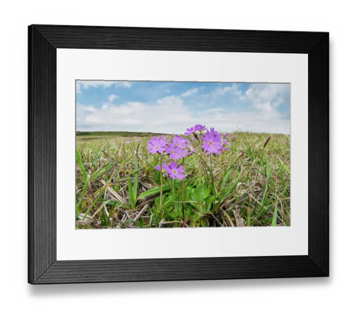 Framed Print : Birdseye primrose (Primula farinosa) flowering on Widdybank Fell, Moorhouse National Nature Reserve, Upper Teesdale, Northern Pennines, County Durham, England, UK, June Framed Print : Birdseye primrose (Primula farinosa) flowering on Widdybank Fell, Moorhouse National Nature Reserve, Upper Teesdale, Northern Pennines, County Durham, England, UK, June