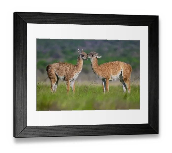 Framed Print : Two Guanaco (Lama guanicoe) calves displaying nose to nose social behavior, La Pampa Province, Patagonia, Argentina Framed Print : Two Guanaco (Lama guanicoe) calves displaying nose to nose social behavior, La Pampa Province, Patagonia, Argentina