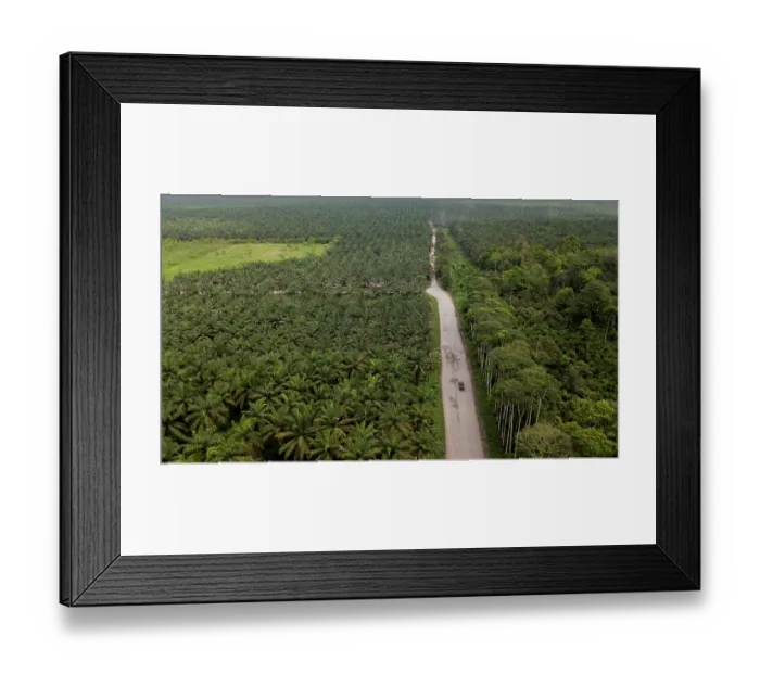 Framed Print : Aerial view of a new, artificial forest made of Palm oil trees replacing the Ecuadorian Choco rainforests, Golondrinas, Esmeraldas, Ecuador. February, 2018 Framed Print : Aerial view of a new, artificial forest made of Palm oil trees replacing the Ecuadorian Choco rainforests, Golondrinas, Esmeraldas, Ecuador. February, 2018