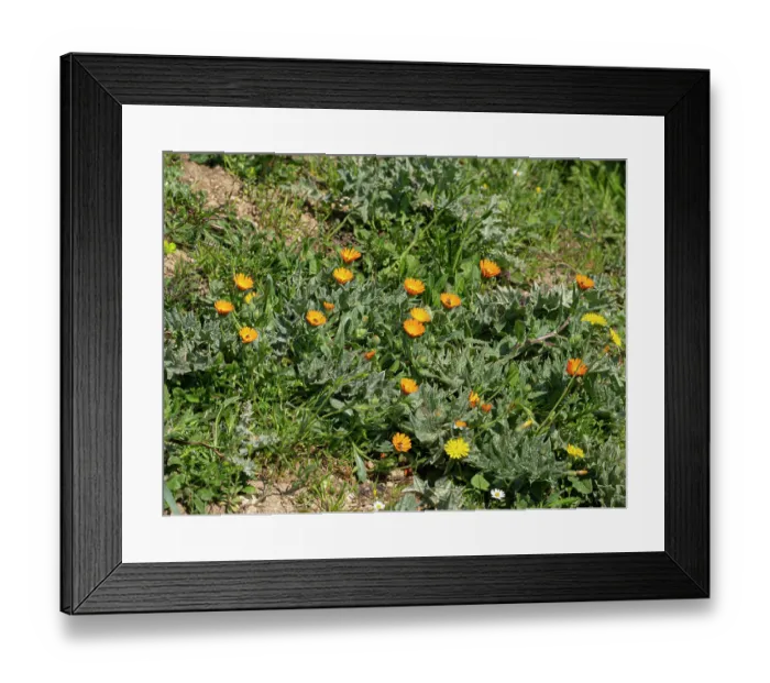 Framed Print : Field marigold (Calendula arvensis) in flower, Manfredonia, Gargano, Puglia, Italy. April Framed Print : Field marigold (Calendula arvensis) in flower, Manfredonia, Gargano, Puglia, Italy. April