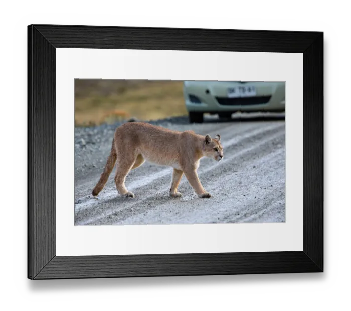 Framed Print : Puma (Puma concolor) crossing a road with a car in background, Torres del Paine National Park, Chile Framed Print : Puma (Puma concolor) crossing a road with a car in background, Torres del Paine National Park, Chile