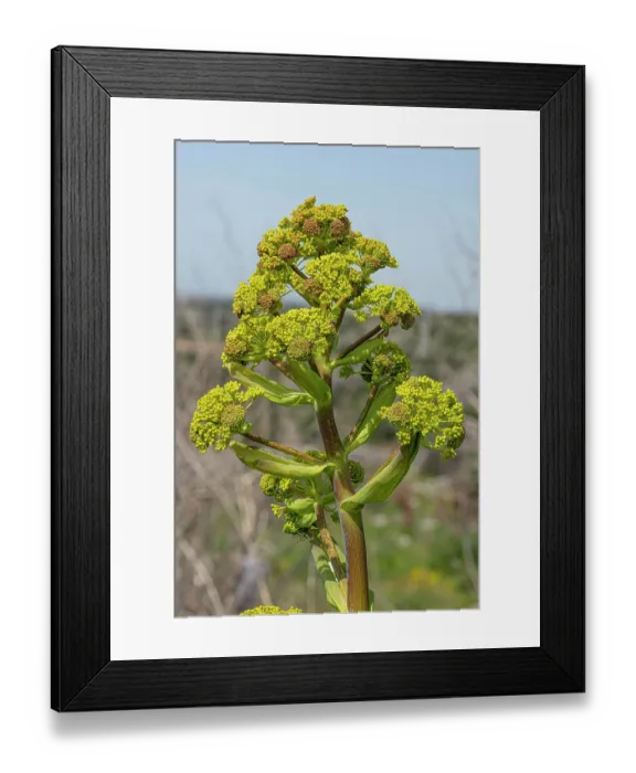 Framed Print : Giant fennel (Ferula communis) in flower, Gargano, Puglia, Italy, April. Focus stacked