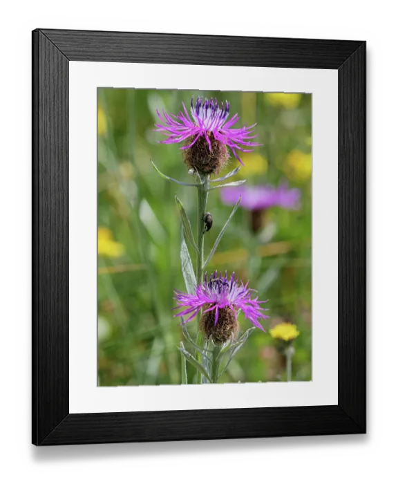 Framed Print : Singleflower knapweed (Centaurea uniflora) in flower, Hautes-Alpes, France. July