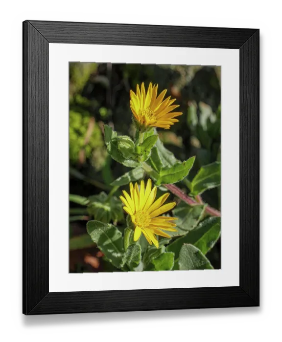 Framed Print : Field marigold (Calendula arvensis) in flower, Podere Montecucco, Orvieto, Umbria, Italy. January Framed Print : Field marigold (Calendula arvensis) in flower, Podere Montecucco, Orvieto, Umbria, Italy. January