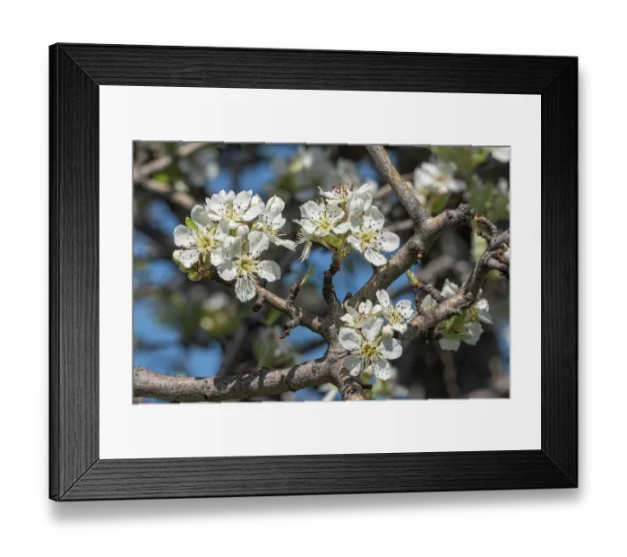 Framed Print : Almond-leaved pear (Pyrus spinosa) blossom, Monte St Angelo, Gargano, Puglia, Italy. April Framed Print : Almond-leaved pear (Pyrus spinosa) blossom, Monte St Angelo, Gargano, Puglia, Italy. April