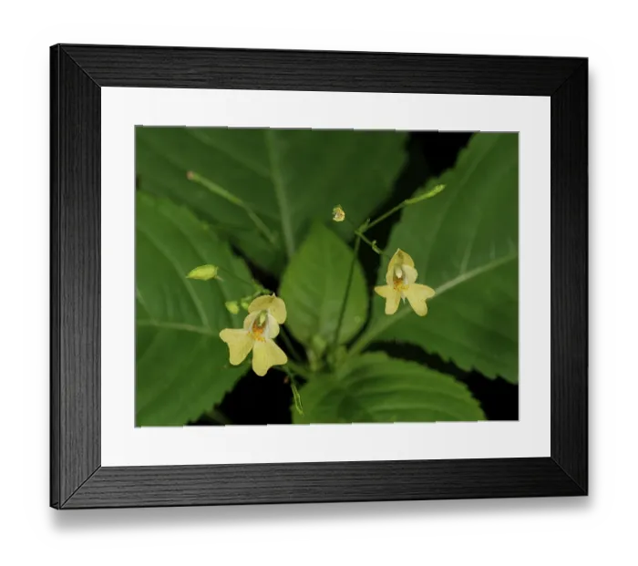 Framed Print : Small balsam (Impatiens parviflora) in flower, Rio Fuggio, Leonessa, Lazio, Italy. July Framed Print : Small balsam (Impatiens parviflora) in flower, Rio Fuggio, Leonessa, Lazio, Italy. July