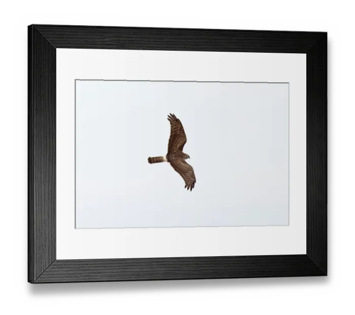 Framed Print : Hen harrier (Circus cyaneus) in flight, Norfolk, England, UK. February Framed Print : Hen harrier (Circus cyaneus) in flight, Norfolk, England, UK. February